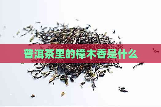 普洱茶里的樟木香是什么