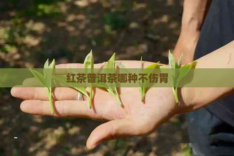 红茶普洱茶哪种不伤胃