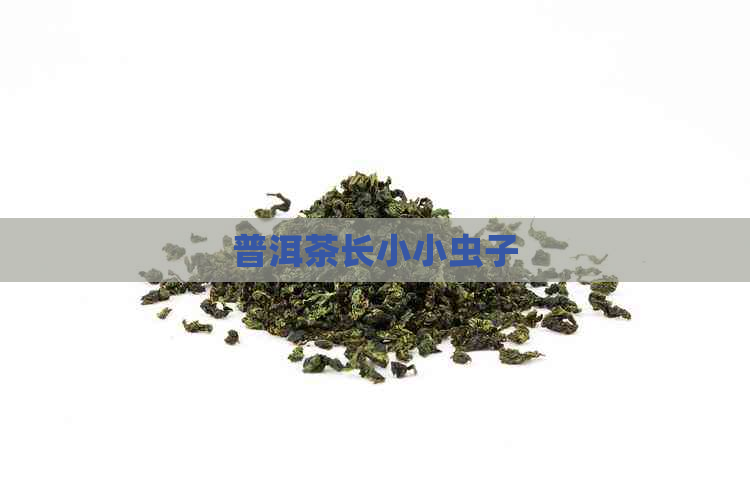 普洱茶长小小虫子