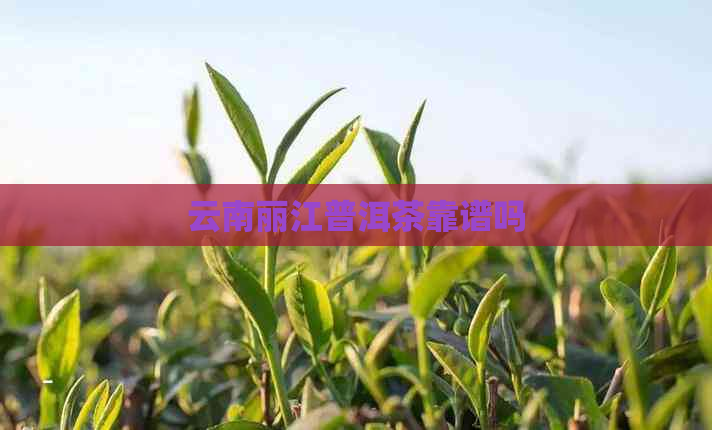 云南丽江普洱茶靠谱吗