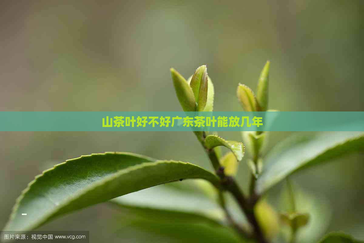 山茶叶好不好广东茶叶能放几年