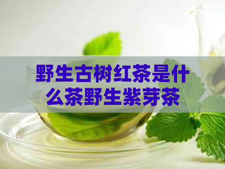 野生古树红茶是什么茶野生紫芽茶