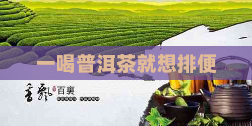 一喝普洱茶就想排便