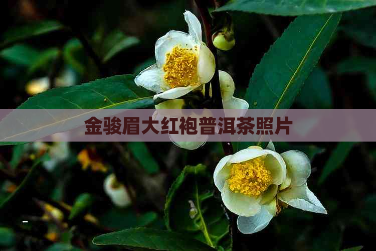 金骏眉大红袍普洱茶照片