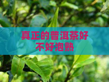 真正的普洱茶好不好泡熟