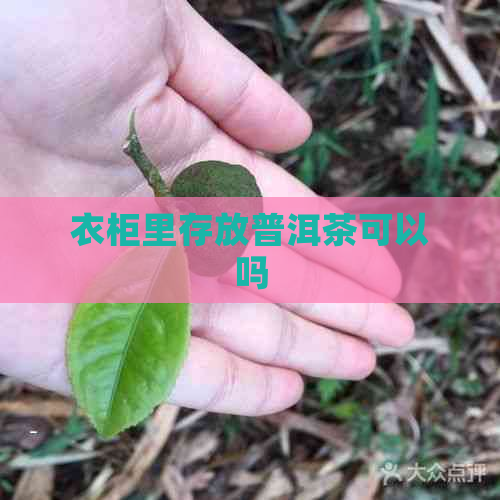 衣柜里存放普洱茶可以吗