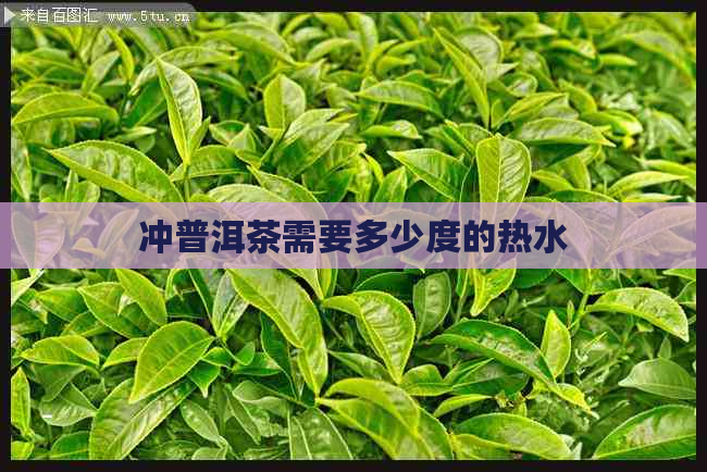 冲普洱茶需要多少度的热水