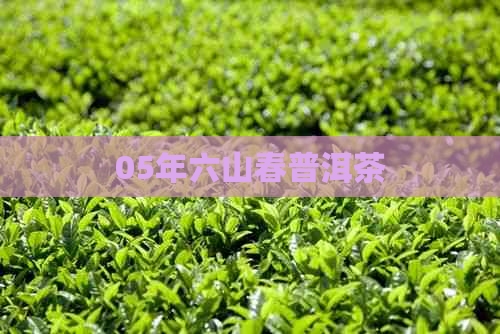 05年六山春普洱茶