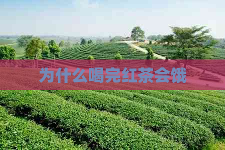 为什么喝完红茶会饿