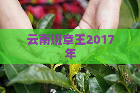 云南班章王2017年