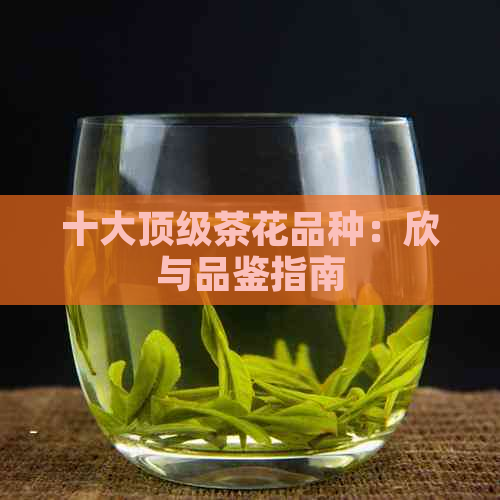 十大顶级茶花品种：欣与品鉴指南