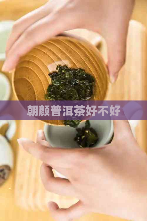 朝颜普洱茶好不好