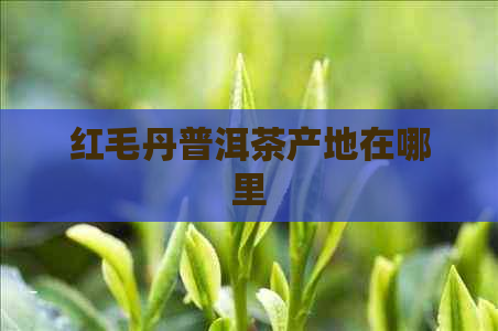 红毛丹普洱茶产地在哪里