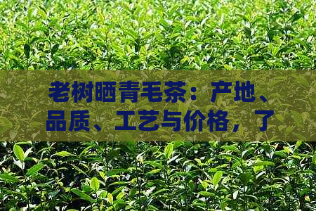 老树晒青毛茶：产地、品质、工艺与价格，了解这款茶的关键因素。