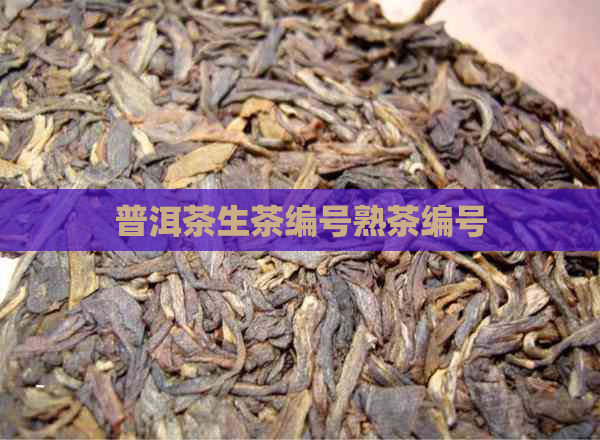 普洱茶生茶编号熟茶编号