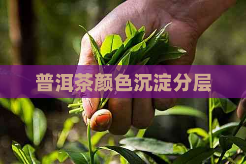 普洱茶颜色沉淀分层