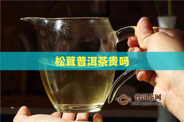 松茸普洱茶贵吗