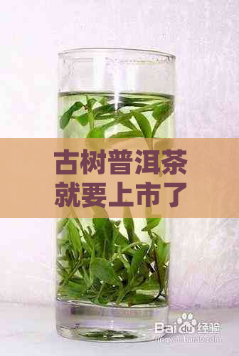 古树普洱茶就要上市了