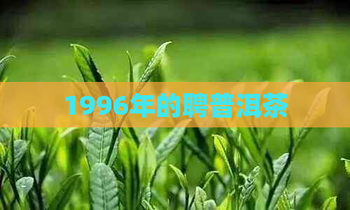 1996年的聘普洱茶