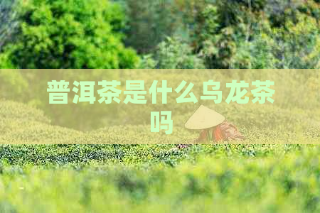 普洱茶是什么乌龙茶吗