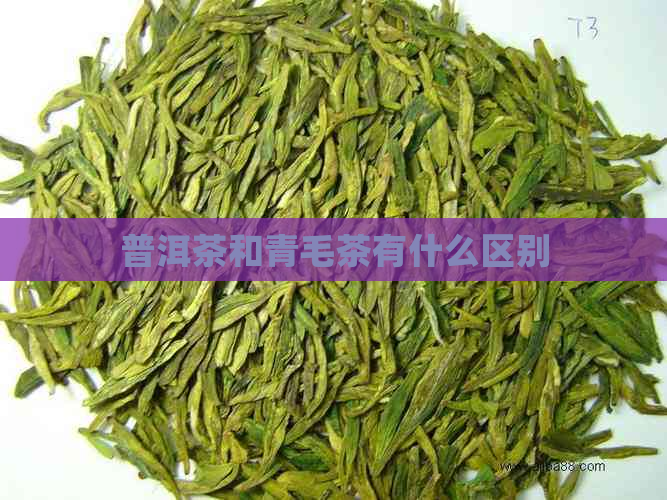 普洱茶和青毛茶有什么区别