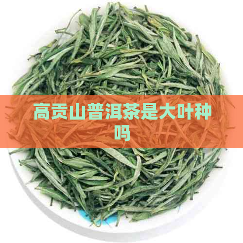 高贡山普洱茶是大叶种吗