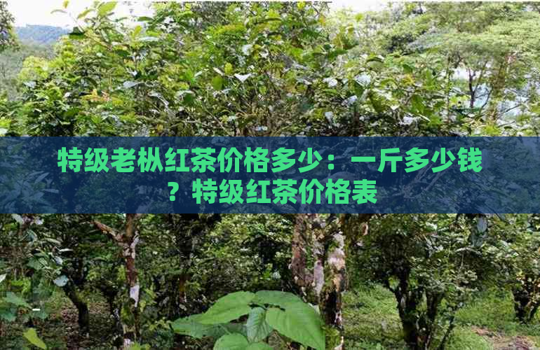 特级老枞红茶价格多少：一斤多少钱？特级红茶价格表