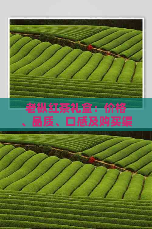 老枞红茶礼盒：价格、品质、口感及购买渠道全面解析