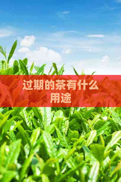 过期的茶有什么用途