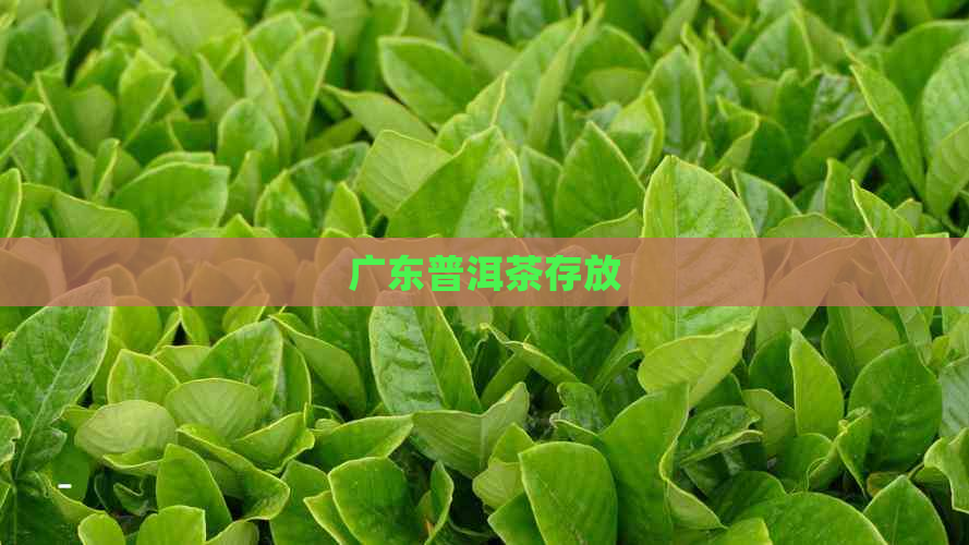 广东普洱茶存放