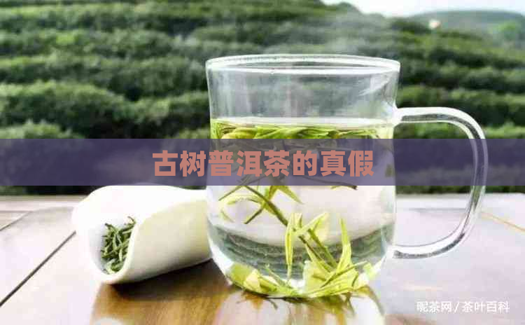 古树普洱茶的真假