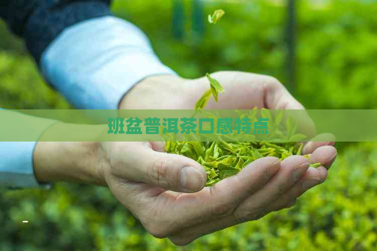 班盆普洱茶口感特点