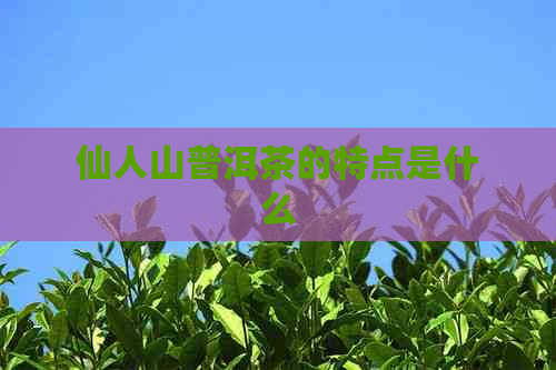 仙人山普洱茶的特点是什么