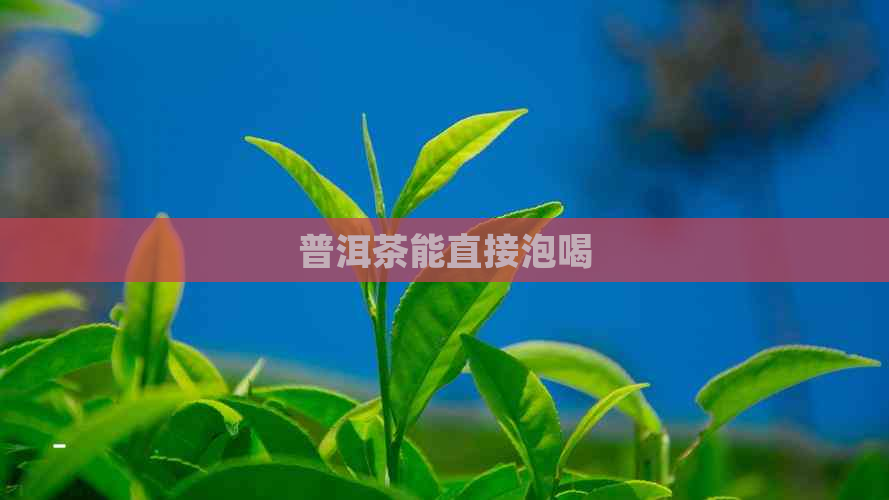 普洱茶能直接泡喝