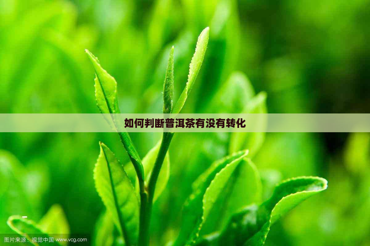 如何判断普洱茶有没有转化