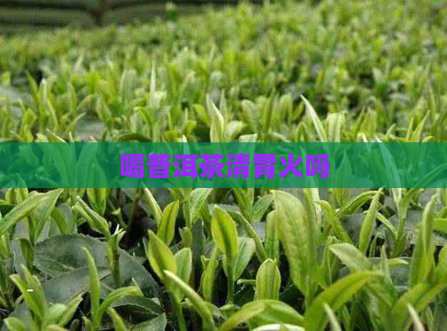 喝普洱茶清胃火吗