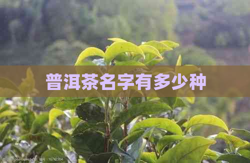 普洱茶名字有多少种