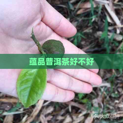 蕴品普洱茶好不好