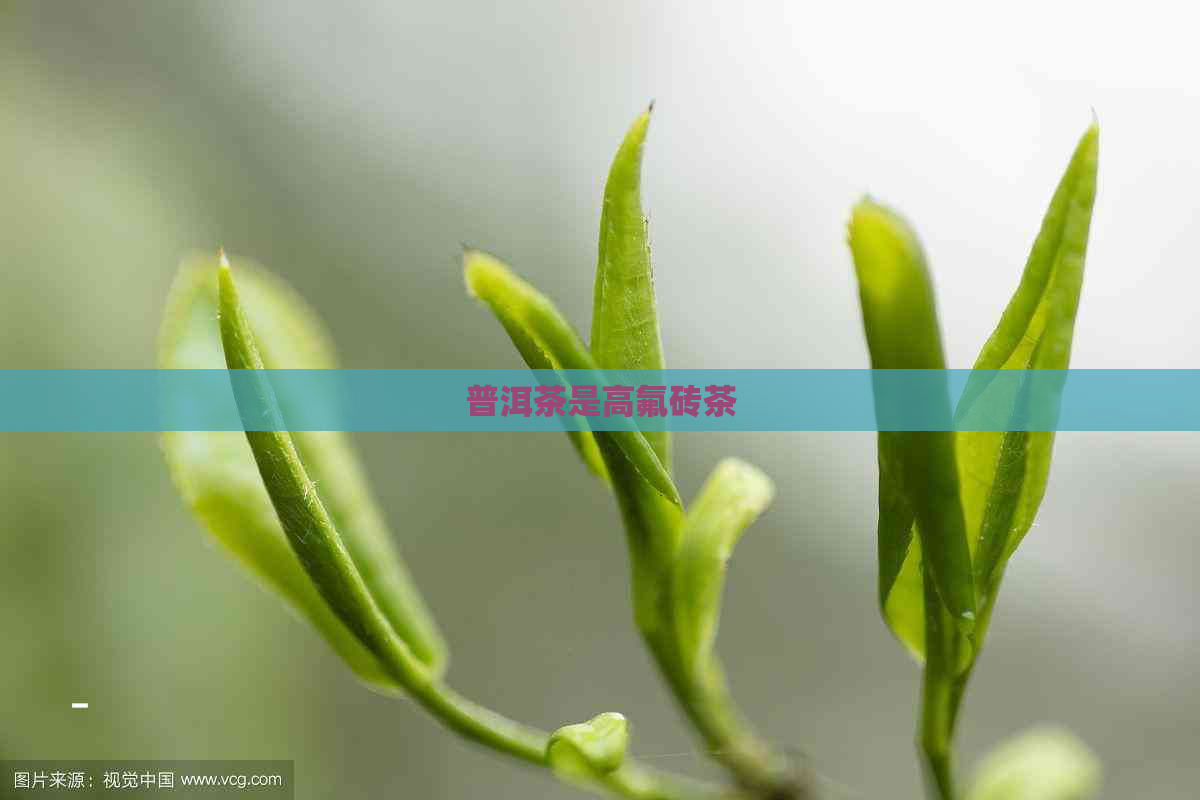 普洱茶是高氟砖茶