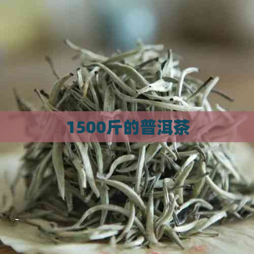 1500斤的普洱茶