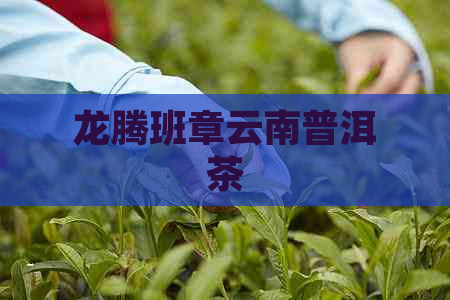 龙腾班章云南普洱茶