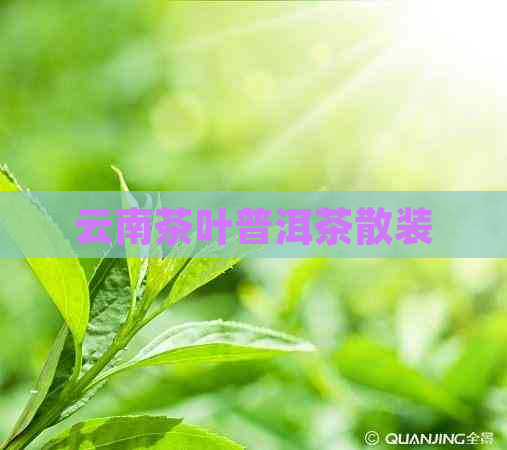 云南茶叶普洱茶散装