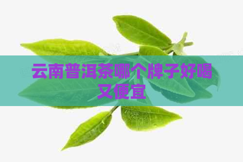 云南普洱茶哪个牌子好喝又便宜