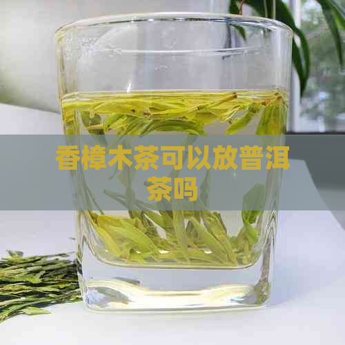 香樟木茶可以放普洱茶吗