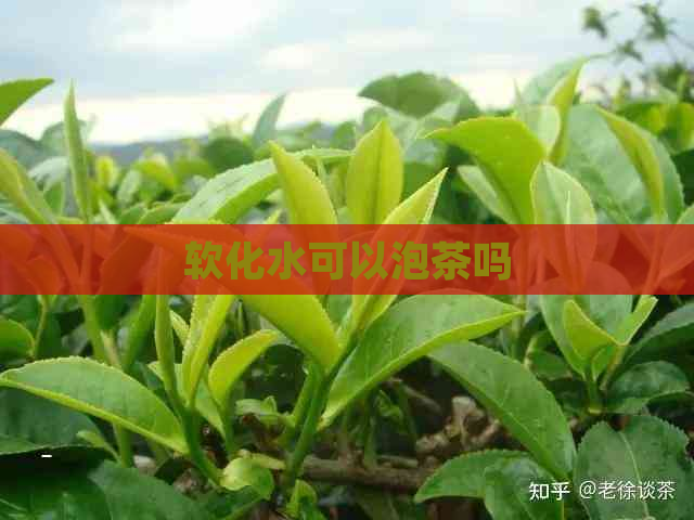 软化水可以泡茶吗