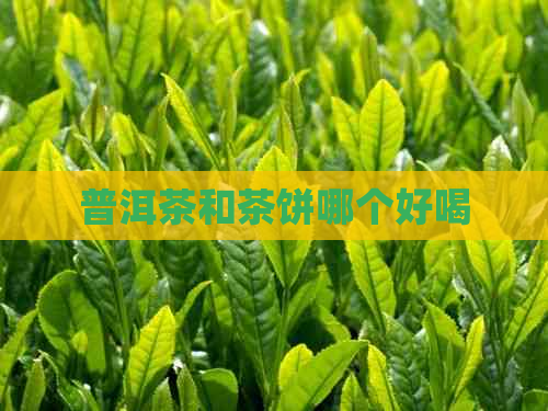 普洱茶和茶饼哪个好喝