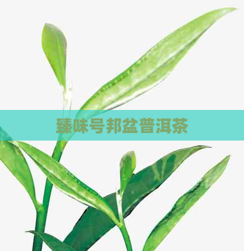 臻味号邦盆普洱茶