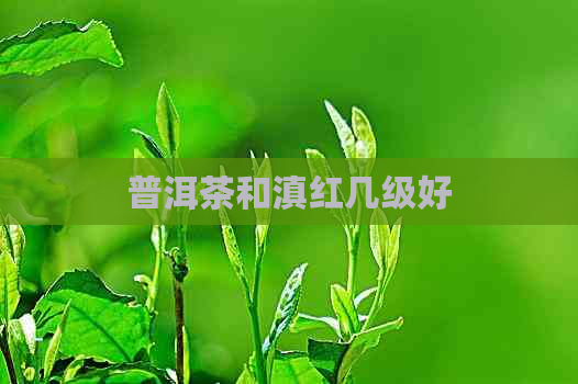 普洱茶和滇红几级好