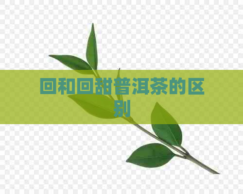 回和回甜普洱茶的区别