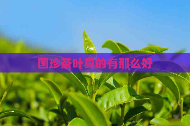 国珍茶叶真的有那么好